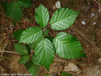 Rubus epipsilos