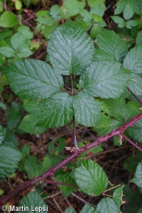 Rubus epipsilos – ostružiník pošumavský