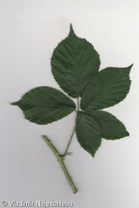 Rubus evestigatus – ostružiník vypátraný