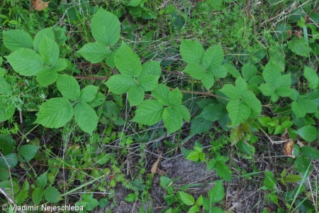 Rubus fabrimontanus – ostružiník jemnozubý