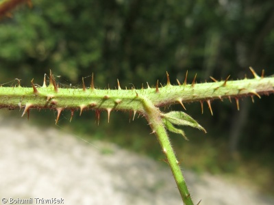Rubus fabrimontanus – ostružiník jemnozubý