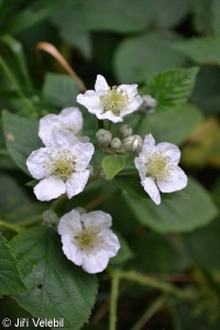Rubus fasciculatiformis