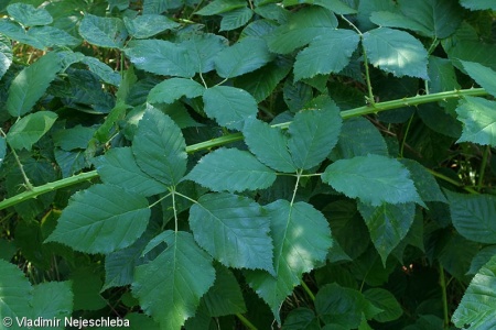 Rubus grabowskii – ostružiník latnatý