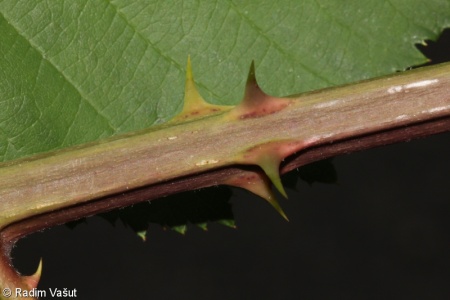 Rubus grabowskii – ostružiník latnatý