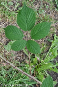 Rubus gracilis – ostružiník huňatý