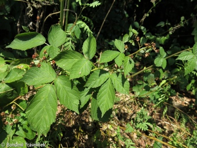 Rubus graecensis – ostružiník sametový