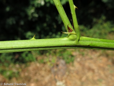Rubus graecensis – ostružiník sametový