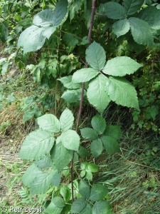 Rubus hadracanthos – ostružiník bradavkatý