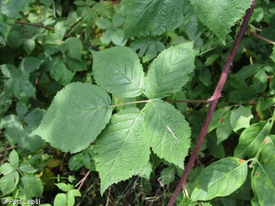Rubus hadracanthos – ostružiník bradavkatý