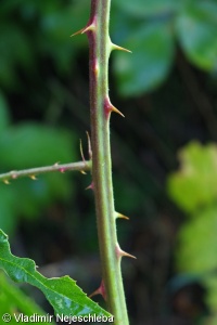 Rubus henrici-egonis – ostružiník eliptický