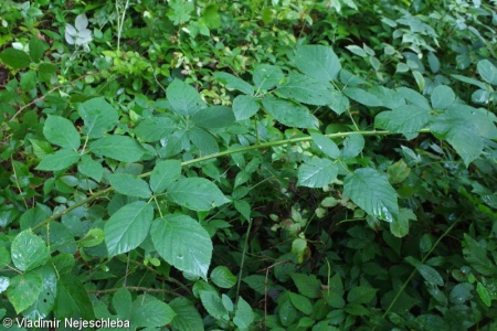 Rubus henrici-egonis – ostružiník eliptický