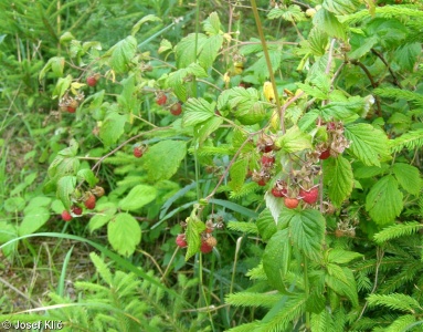 Rubus idaeus – ostružiník maliník, maliník