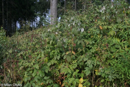 Rubus idaeus – ostružiník maliník, maliník