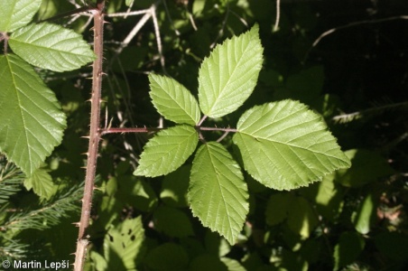 Rubus jarae-cimrmanii – ostružiník Járy Cimrmana