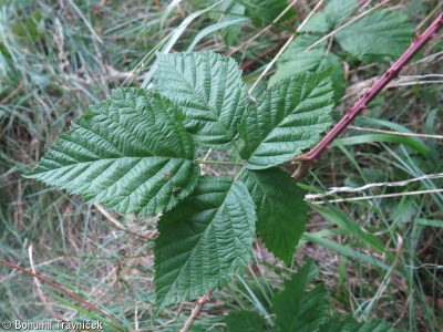 Rubus josefianus – ostružiník džbánský