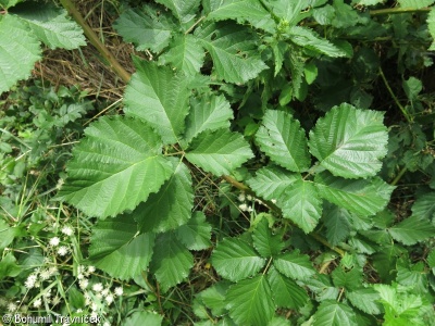 Rubus kuleszae – ostružiník Kuleszův