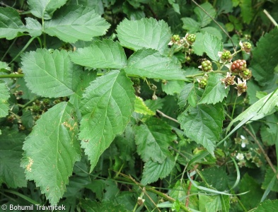Rubus kuleszae – ostružiník Kuleszův