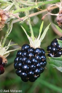 Rubus fruticosus agg. &ndash; okruh ostružiníku křovitého