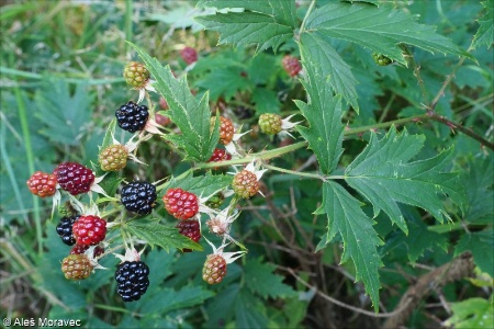 Rubus fruticosus agg. &ndash; okruh ostružiníku křovitého