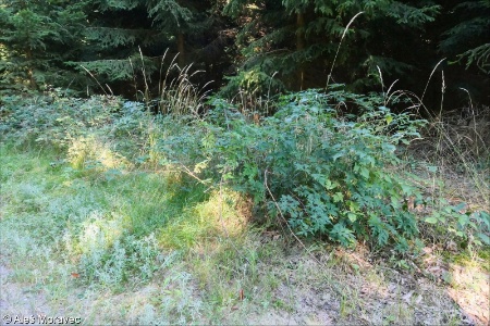 Rubus fruticosus agg. &ndash; okruh ostružiníku křovitého