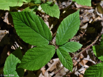 Rubus lividus – ostružiník modrozelený