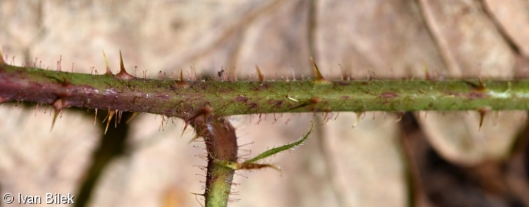 Rubus lividus – ostružiník modrozelený