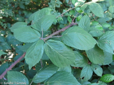 Rubus macrophyllus – ostružiník velkolistý
