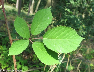 Rubus micans – ostružiník blýskavý, ostružiník třpytivý