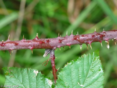 Rubus muhelicus – ostružiník hornorakouský