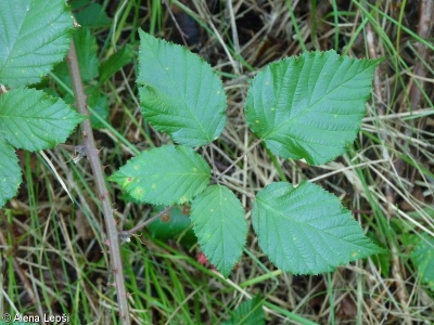 Rubus muhelicus – ostružiník hornorakouský