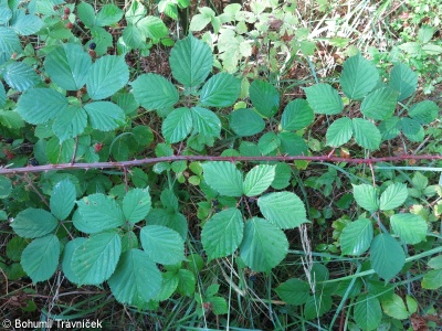 Rubus nemoralis – ostružiník okrouhlolistý