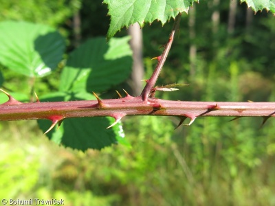 Rubus nemoralis – ostružiník okrouhlolistý