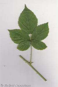 Rubus nemorosus – ostružiník hajní