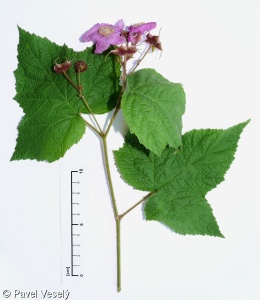 Rubus odoratus – ostružiník vonný