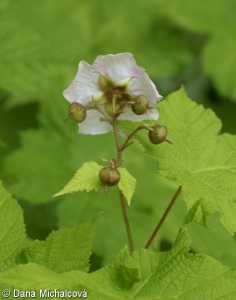 Rubus odoratus – ostružiník vonný