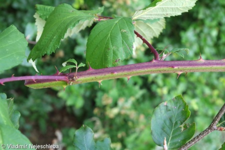 Rubus parthenocissus – ostružiník loubincový