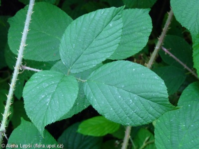 Rubus pedemontanus – ostružiník žláznatý