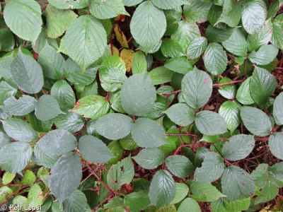 Rubus pedemontanus – ostružiník žláznatý