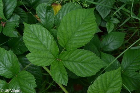 Rubus fruticosus agg. – okruh ostružiníku křovitého