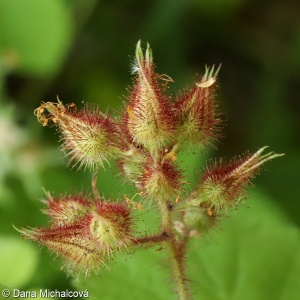 Rubus phoenicolasius – ostružiník japonský