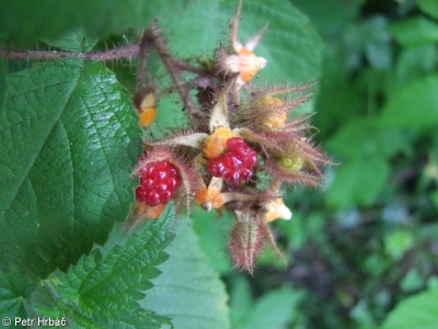 Rubus fruticosus aggr.