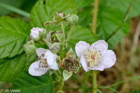 Rubus sect. Corylifolii – ostružiník sekce Corylifolii