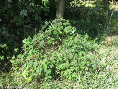 Rubus portae-moravicae