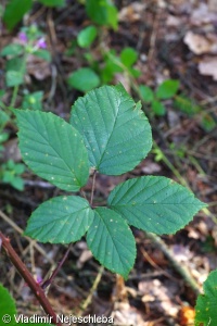 Rubus sect. Rubus – ostružiník sekce Rubus