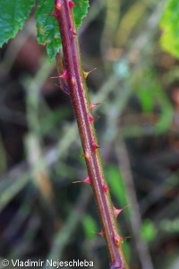 Rubus radula – ostružiník struhákový, ostružiník struhák