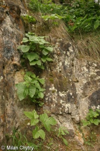 Rubus saxatilis – ostružiník skalní