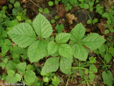 Rubus saxatilis – ostružiník skalní