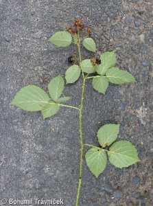 Rubus senticosus – ostružiník hustoostný, ostružiník ostnitý