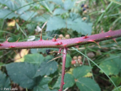 Rubus silvae-norticae