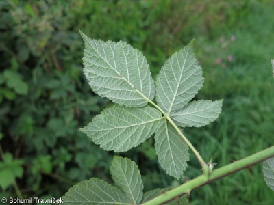 Rubus stohrii – ostružiník Stohrův